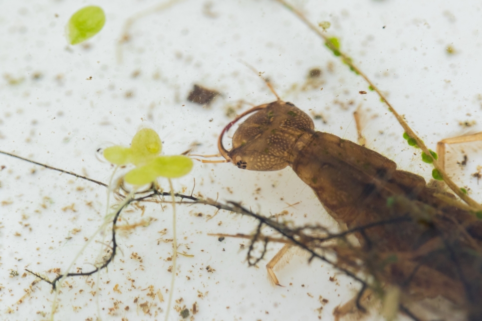 Dragonfly Discovery